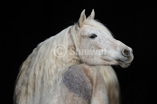 Sabine Stuewer Tierfoto - 