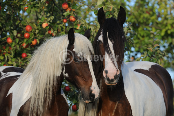 Sabine Stuewer Tierfoto -  ID831436 Stichwörter zum Bild: Querformat, Pony, Freundschaft, Portrait, Sommer, Paar, Schecke, Stute, Tinker, Pferde