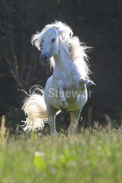 Sabine Stuewer Tierfoto -  ID834520 Stichwörter zum Bild: lange Mähne, Hochformat, Temperament, Dynamik, Bewegung, Barockpferde, Sommer, Gegenlicht, einzeln, Schimmel, Fliegenschimmel, Hengst, Andalusier, Pferde