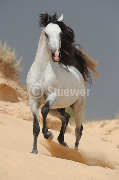 Sabine Stuewer Tierfoto -  ID834882 Stichwörter zum Bild: Tunesien, Hochformat, Vollblut, Temperament, Bewegung, Sommer, Sand, Himmel, Trab, einzeln, Schimmel, Hengst, Araber, Pferde