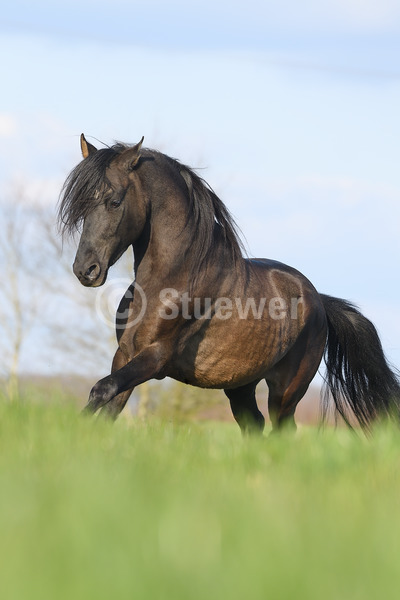 Sabine Stuewer Tierfoto -  ID837092 Stichwörter zum Bild: Bewegung, Frühjahr, Wolken, Himmel, Galopp, einzeln, Falbe, Hengst, Paso Fino, Pferde, Gangpferde, Hochformat