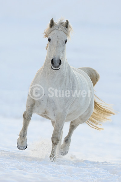 Sabine Stuewer Tierfoto -  ID890134 Stichwörter zum Bild: Hochformat, Pony, Bewegung, Winter, Schnee, Trab, einzeln, Schimmel, Stute, Connemara, Pferde