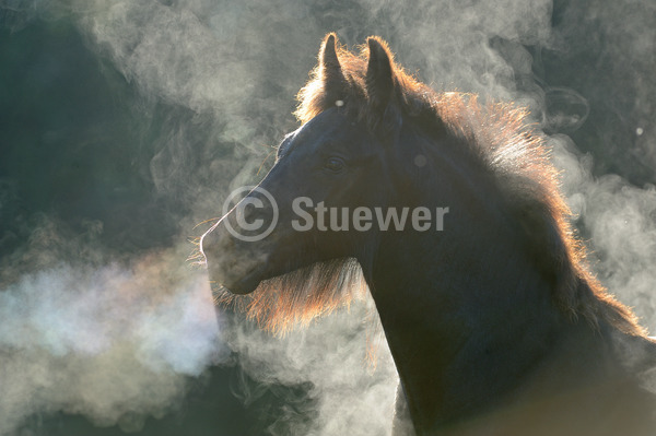 Sabine Stuewer Tierfoto -  ID895631 Stichwörter zum Bild: Pony, Portrait, Sommer, Morgenstimmung, Gegenlicht, einzeln, Rappe, Fohlen, Fell-Pony, Pferde, Querformat