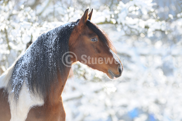 Sabine Stuewer Tierfoto -  ID908859 Stichwörter zum Bild: Querformat, Gangpferde, Portrait, Winter, Gegenlicht, Schnee, einzeln, Schecke, Hengst, Mangalarga Marchador, Pferde