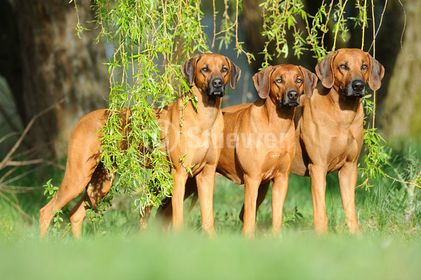 Sabine Stuewer Tierfoto -  ID914025 Stichwörter zum Bild: Querformat, stehen, Frühjahr, Gruppe, rotbraun, Rüde, Hündin, Rhodesian Ridgeback, Hunde