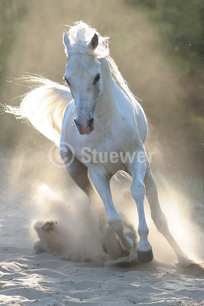 Sabine Stuewer Tierfoto -  ID925118 Stichwörter zum Bild: Vollblut, Dynamik, Bewegung, Sommer, Gegenlicht, Staub, Sand, Galopp, einzeln, Schimmel, Hengst, Araber, Pferde, Hochformat