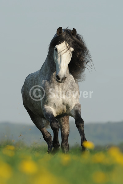 Sabine Stuewer Tierfoto -  ID959539 Stichwörter zum Bild: Andalusier, Pferde, Hengst, Apfelschimmel, Schimmel, einzeln, Galopp, Blumen, Himmel, Frühjahr, Barockpferde, Bewegung, Hochformat