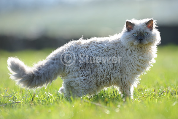 Sabine Stuewer Tierfoto -  ID960988 Stichwörter zum Bild: Seitenansicht, Gegenlicht, Gras, einzeln, Kater, Selkirk Rex, Katzen, Querformat