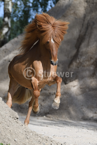 Sabine Stuewer Tierfoto -  ID983026 Stichwörter zum Bild: Temperament, Gangpferde, Bewegung, Sand, Galopp, einzeln, Fuchs, Hengst, Isländer, Pferde, Hochformat, lange Mähne
