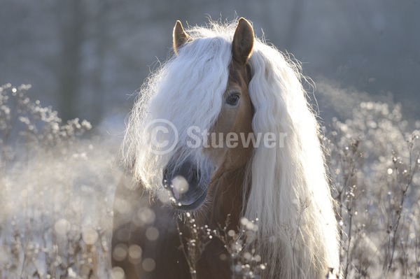 Sabine Stuewer Tierfoto -  ID991319 keywords for this image: long mane, horizontal, pony, portrait, winter, back light, single, stallion, Haflinger, Horses